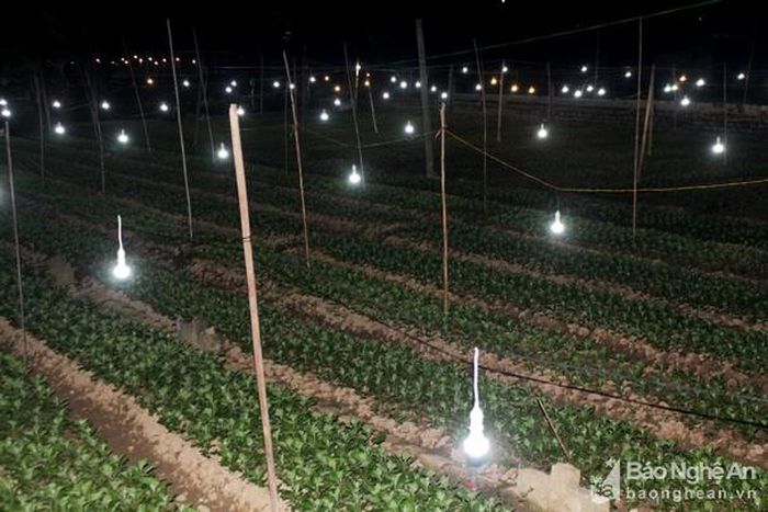 Làng hoa Hồng Phú, xã Quỳnh Hồng (Quỳnh Lưu) thắp điện sáng sưởi ấm cho hoa trong mùa giá rét. Ảnh: Việt Hùng