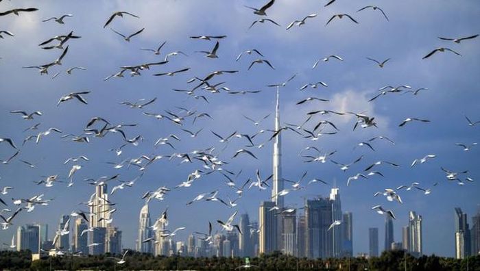 Chim mòng biển bay trước những tòa nhà cao chọc trời tại thành phố Dubai. (Nguồn Guardian)