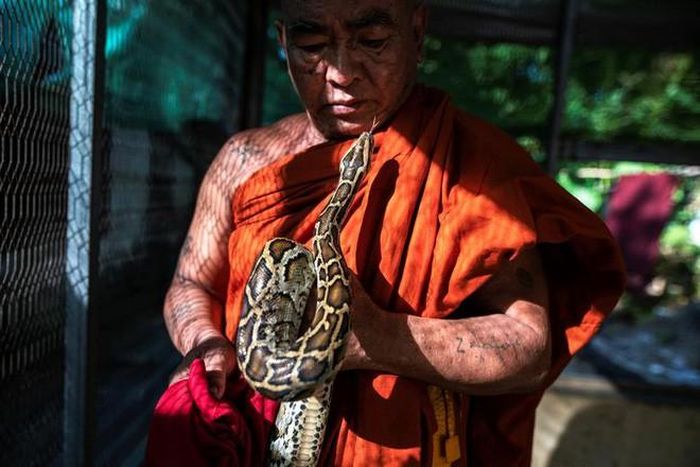 Nhà sư chăm sóc những con trăn khổng lồ tại một tu viện ở ngoại ô thành phố Yangon, Myanmar. (Nguồn Guardian)
