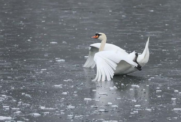 Thiên nga trượt trên mặt hồ đóng băng trong công viên Nene ở thành phố Peterborough, Anh. (Nguồn Guardian)