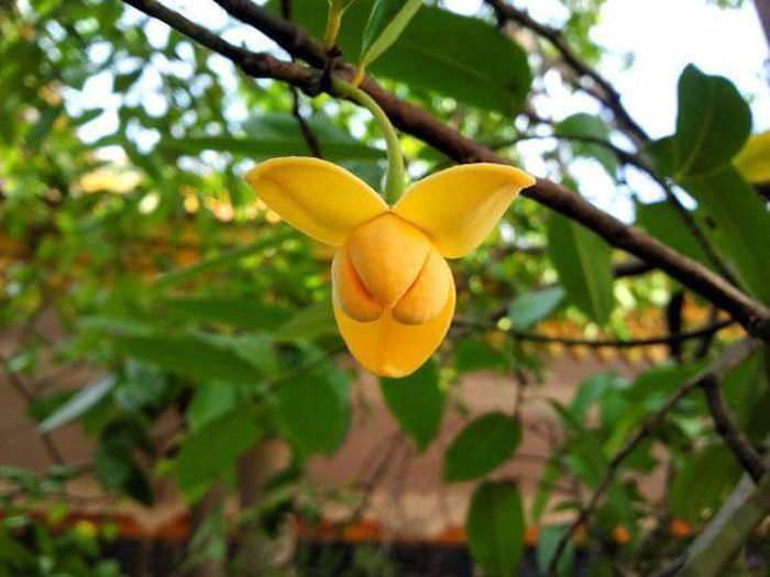 Rumdul là một loài cây thân gỗ bản địa ở Campuchia và một số vùng của Đông Nam Á, trong đó có ở Tây Nam Bộ của Việt Nam với tên khoa học là Mitrella mesnyi. Ở miền Tây Nam Bộ, cây này được gọi là cây chùm đuông. Cây cao từ 8-15m, đường thân kính từ 20-30cm.