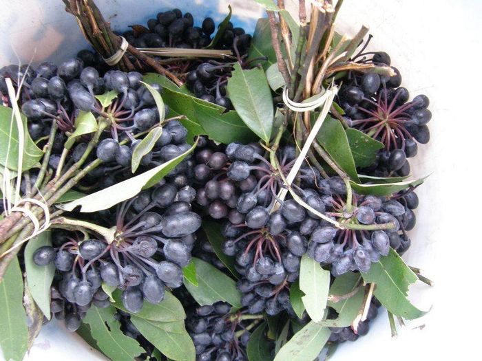 Trong đời sống hàng ngày, cây hoa rumdul có rất nhiều công dụng, như hoa dùng để cất dầu thơm và dầu trị bệnh, thân vừa cung cấp gỗ vừa cung cấp củi, quả là một món ăn dân dã được nhiều người ưa chuộng...