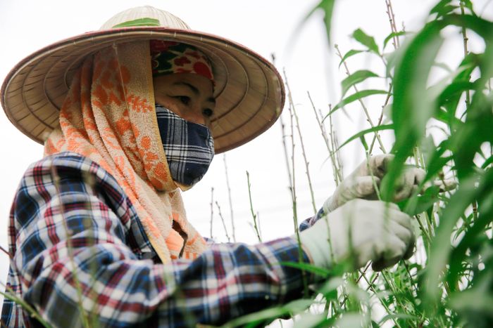 Theo chia sẻ của những người làm vườn lâu năm tại đây, thông thường đào sẽ được tuốt lá ở thời điểm trước Tết Nguyên đán khoảng 2 tháng. 