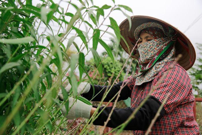 Đây cũng là thời điểm làng đào Nhật Tân cần nhiều lao động để thực hiện việc tuốt lá, chăm sóc đào chuẩn bị đón tết. Chị Nguyễn Thị Sáu (huyện Mê Linh) cho biết, vào thời điểm này, các chủ vườn đào cần nguồn lao đông rất lớn. “Tôi được chủ vườn đào thuê tuốt lá với giá 300.000 đồng/ngày”, chị Sáu chia sẻ.