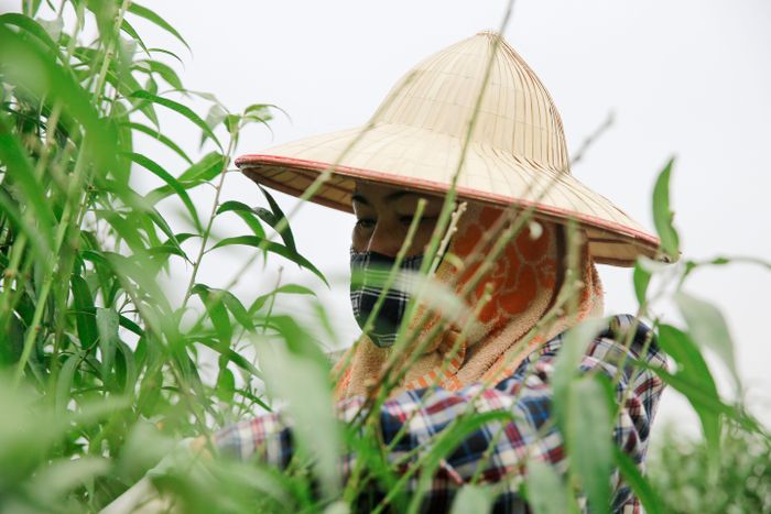 Vụ mùa có mang lại lợi nhuận cho người dân hay không không chỉ phụ thuộc vào việc chăm hàng ngày mà tuốt lá được coi là một trong những khâu quan trọng nhất. Vì thế, để có được một cây đào đẹp và hoa nở đều trong dịp Tết, người dân phải tuốt lá trước khi lá tự rụng.