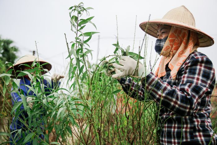 Ghi nhận của phóng viên tại các vườn đào Nhật Tân, người trồng đào đang tất bật chăm sóc, tuốt lá.