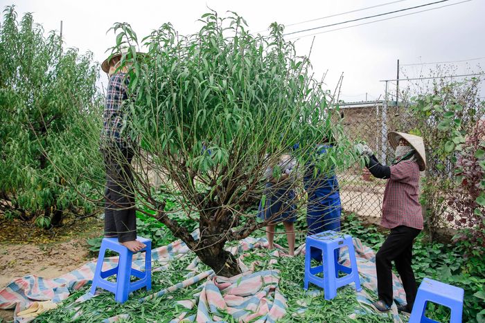 Tuy nhiên, tùy từng giống đào mà thời gian tuốt lá sẽ khác nhau. Có loại đào phải tuốt trước Tết khoảng 3 tháng.