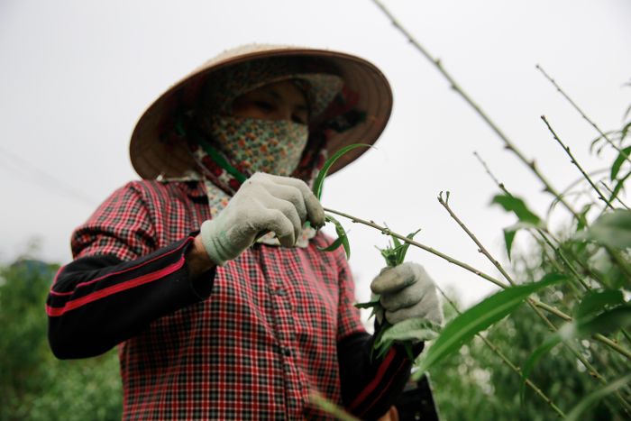 Thời tiết là yếu tố tác động trực tiếp tới cây hoa đào, tuy nhiên vẫn có những phương pháp và kỹ năng nhất định để mùa vụ thành công. Ở thời điểm này, người trồng đào thường tính toán rất chi tiết và kỹ càng để hoa nở đúng dịp. Mọi người đều mong cho mùa vụ thành công để bù đắp công sức chăm sóc suốt cả năm.
