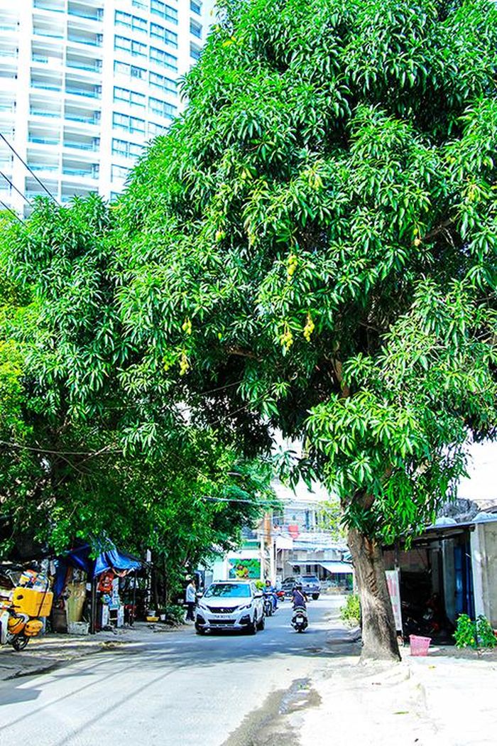  Cây xoài ở đường Nguyễn Bỉnh Khiêm. 