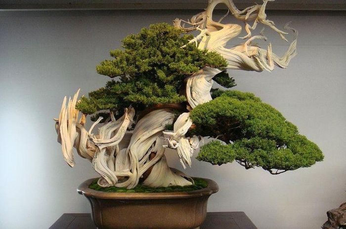 Cây bonsai này có tuổi đời khoảng 800 năm.