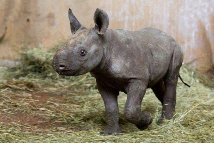 Một con tê giác đen được sinh ra lần đầu tiên sau 18 năm tại Zürich Zoologischer Garten. Nó là một loài cực kỳ hiếm. 