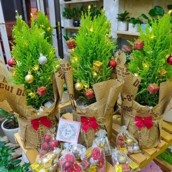 Ngoài là loại cây cảnh đẹp để trang trí trong nhà, ngoài vườn, cây tùng thơm còn có ý nghĩa phong thủy, là biểu tượng của loại cây vượt khó nhờ thân cây thẳng luôn mạnh mẽ vươn lên. Ảnh: Internet