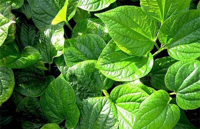 Lá lốt cũng có thể khiến quá trình tiết sữa của mẹ không ổn định (Ảnh minh họa)