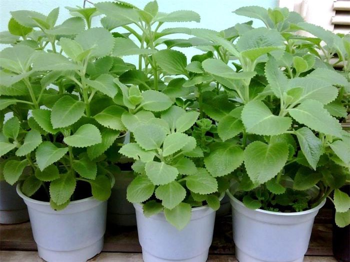 Kỹ thuật trồng húng chanh không yêu cầu chăm sóc tỉ mỉ