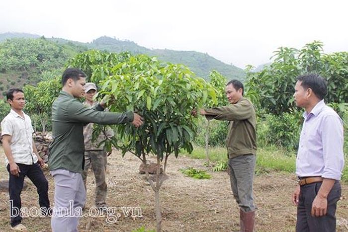 Cán bộ khuyến nông xã Chiềng San (Mường La) hướng dẫn kỹ thuật chăm sóc cây ăn quả cho người dân.