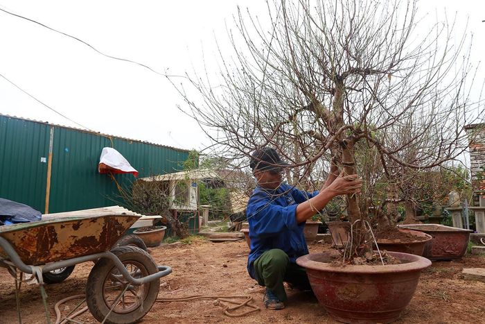 Nhiều hộ gia đình tiến hành đánh chuyển đào lên chậu