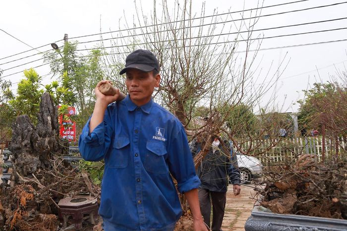 Việc đánh chuyển đào lên chậu sớm sẽ giúp cây ổn định, hoa nở đều, đẹp hơn vào dịp Tết