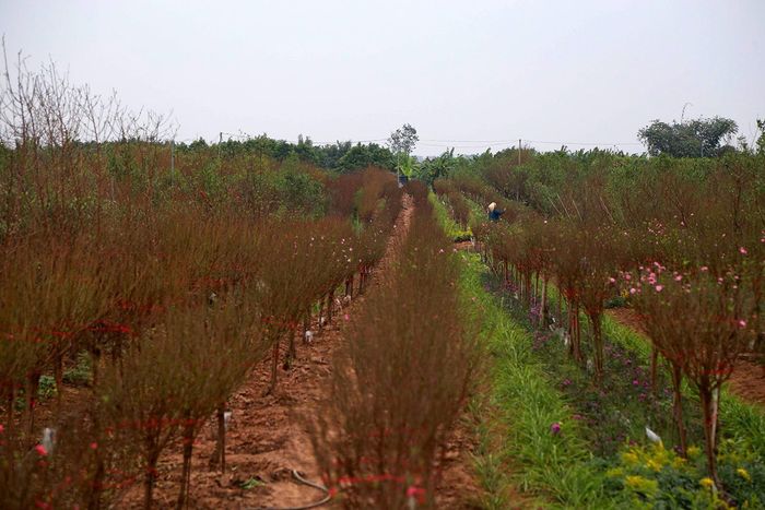 Được biết, thời gian này các công đoạn chăm sóc rất quan trọng để giúp hoa nở đúng dịp Tết Nguyên đán