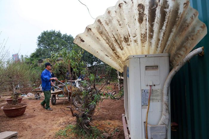 Lắp điều hòa để sưởi ấm cho đào trong trường hợp mưa lạnh