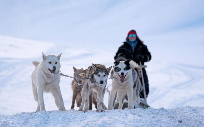  Gấu Bắc Cực không phải điều đáng chú ý duy nhất ở Svalbard. Du khách cũng thường đến đây để chiêm ngưỡng cực quang. Từ đầu tháng 3, Svalbard bước vào giai đoạn "mùa đông màu pastel". Trên những ngọn núi phủ đầy tuyết trắng, ánh sáng mặt trời tạo nên những gam màu huyền ảo. Ngoài ra, trải nghiệm ngồi chó kéo xe cũng khiến nhiều du khách thích thú. Ảnh: Became Explorer. 