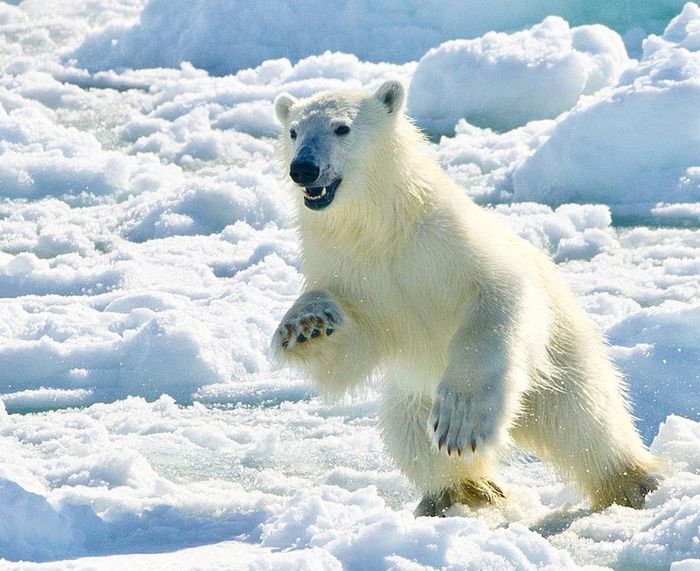  Svalbard được biết đến là "vùng đất của băng và gấu Bắc Cực". Số lượng gấu Bắc Cực ở đây lên tới 3.000 con, vượt quá dân số của đảo (khoảng 2.600 người). Theo một cuộc khảo sát vào tháng 8/2015, tổng cộng có 1.000 con gấu Bắc Cực đang sống ở Na Uy. Khoảng 1/3 số này tập trung ở gần rìa băng thuộc Svalbard. Ảnh: Getty. 