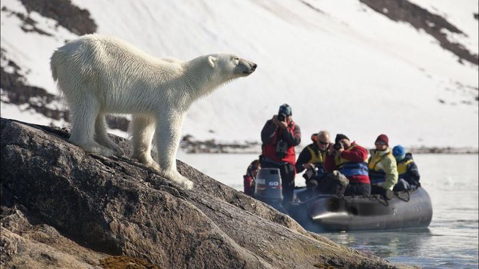  Theo Visit Svalbard, du khách nên chuân bị tinh thần gặp gấu Bắc Cực ở bất kỳ đâu khi tới đây. Chúng xuất hiện rất nhiều vào mùa đông. Tới hè, gấu Bắc Cực di cư về phía đông bắc. Dù chủ yếu ăn hải cẩu, cá, loài vật này vẫn sẽ tấn công con người. Chúng nặng từ 200-800 kg. Những con khoảng 100 kg cũng có thể gây nguy hiểm cho con người. Ảnh: TOM DREAMS BIG. 