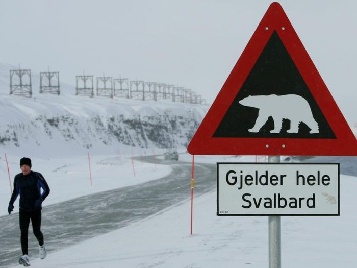  Tuy nhiên, không phải người dân Svalbard nào cũng sẵn sàng tuân thủ quy định này. Nhiều báo cáo cho thấy việc bắt gặp gấu Bắc Cực ngày càng phổ biến hơn, đặc biệt vào những tháng mùa đông. Do đó, người dân thường đem theo súng trên người khi ra đường. Một số người vẫn sống theo nếp cũ và tiếp tục bẫy gấu, săn cá voi, hải cẩu... Ảnh: The Guardian. 