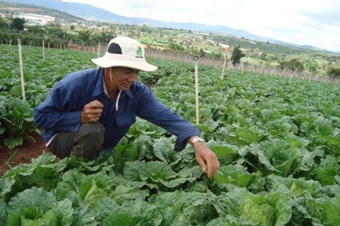 Nông dân tỷ phú Nguyễn Văn Phúc, Tổ hợp tác rau an toàn Suối Thông (huyện Đơn Dương, Lâm Đồng). Ảnh: laodong.com.vn