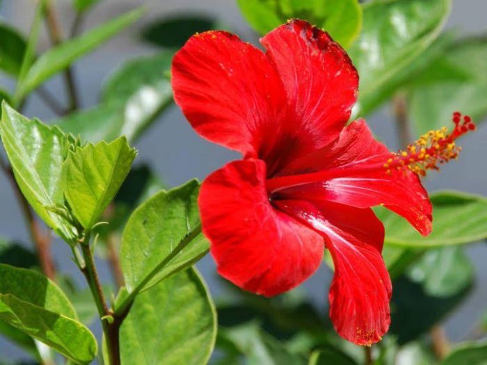 Dâm bụt là một loài cây cho hoa lớn, thường có màu đỏ bắt mắt. Đây là cây bản địa ở Malaysia và các quốc gia lân cận, thường được trồng làm hàng rào hoặc làm cảnh trong vườn nhà hoặc nơi công cộng.