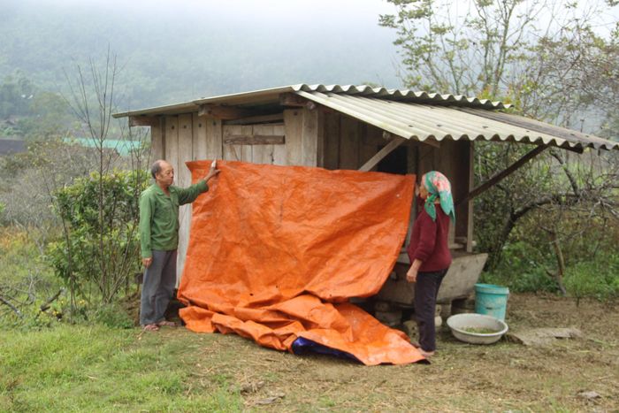 Người dân miền núi căng bạt, ni lông che chắn gió, sưởi ấm cho vật nuôi.