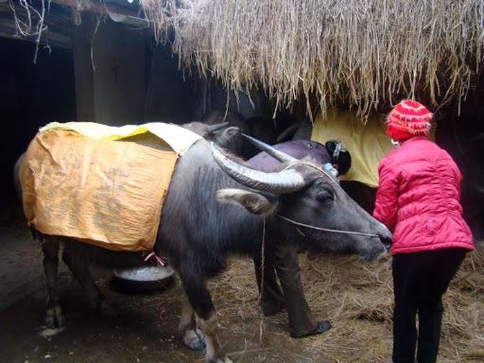 Chống rét cho trâu bò.