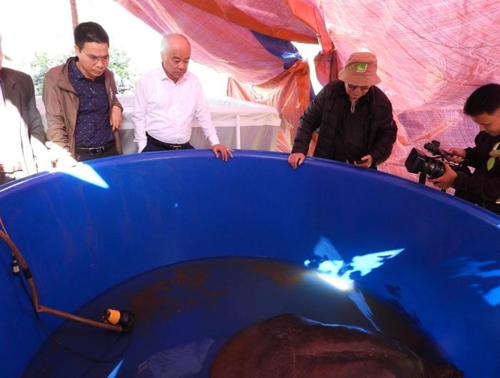 Lãnh đạo Sở Nông nghiệp và Phát triển Nông thôn cùng các chuyên gia theo dõi cá thể rùa Hoàn Kiếm được bẫy bắt ngày 22/10.
