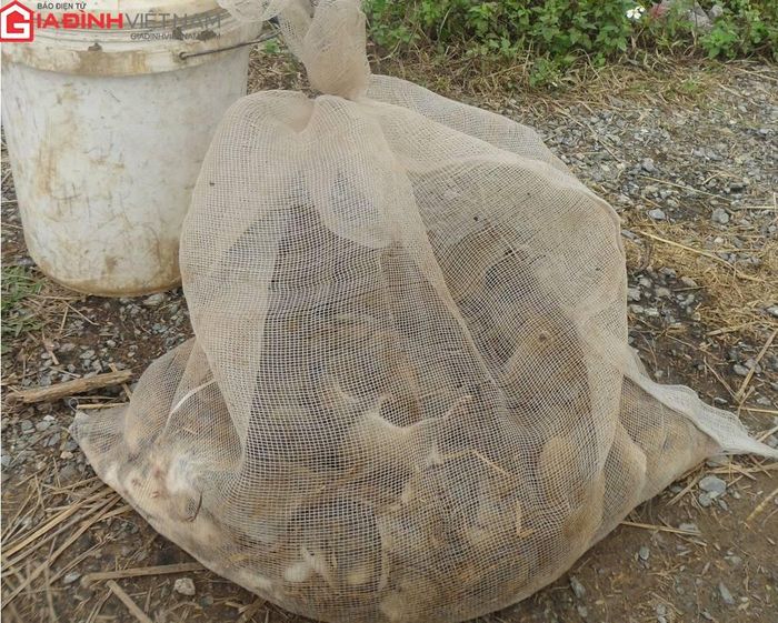 Chuột đồng được bán với giá từ 200 - 250 nghìn đồng/kg.