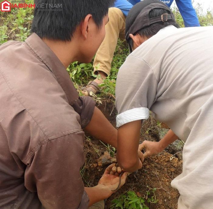 Nghề săn chuột đồng nếu không cẩn thận cũng tiềm ấn nhiều rủi ro