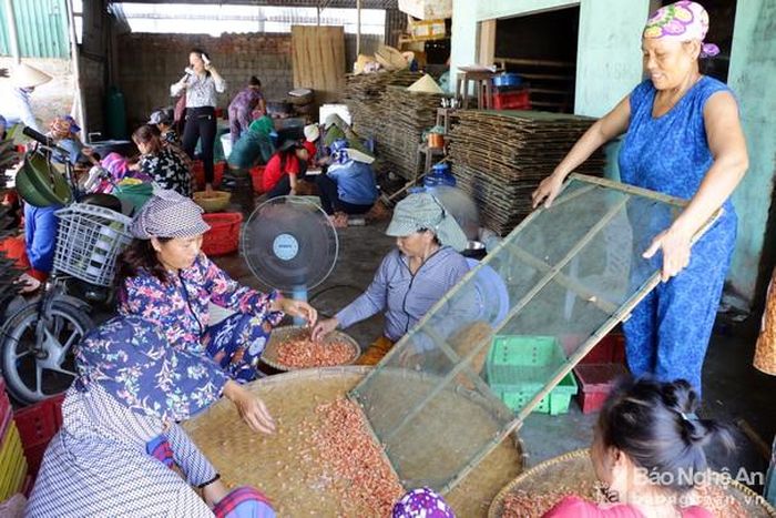 Bà con Cửa Lò chế biến tôm nõn. Ảnh: Thành Chung