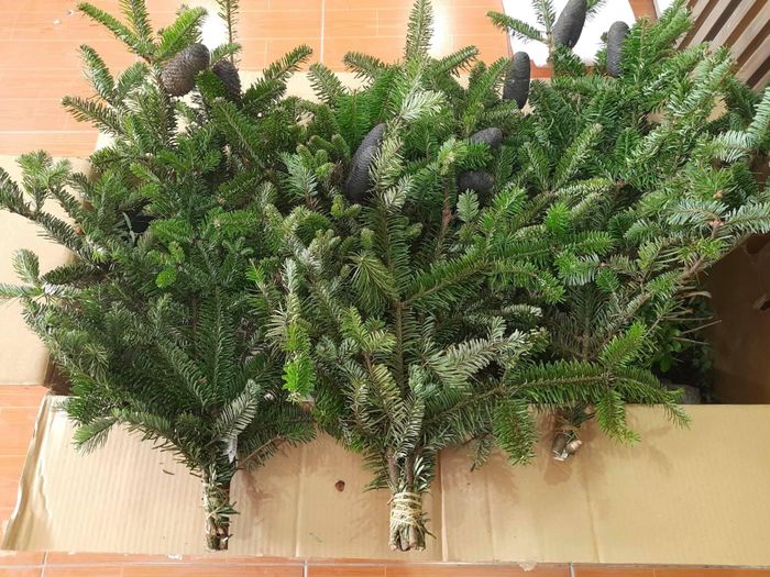 Cành thông tươi cũng là mặt hàng được nhiều người ưa chuộng dịp Noel năm nay. Ảnh: Lệ Thu.