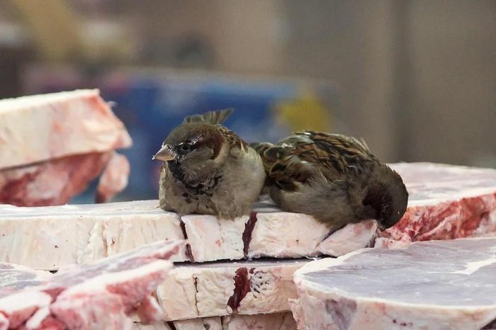  Chim sẻ đậu trên thịt đông lạnh bán ở chợ. 