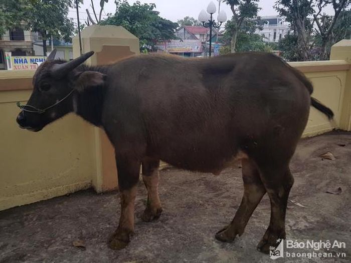 Con trâu mà đối tượng lấy trộm. Ảnh. Đức Vũ