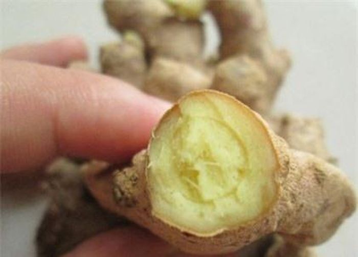 Cách chọn gừng ta là chỉ mua những loại gừng bẻ ra thấy nhiều xơ, đường vân tròn, màu vàng tươi