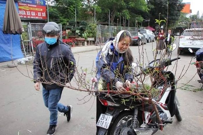 Nhiều người dân đã tìm đến mua đào về chơi sớm