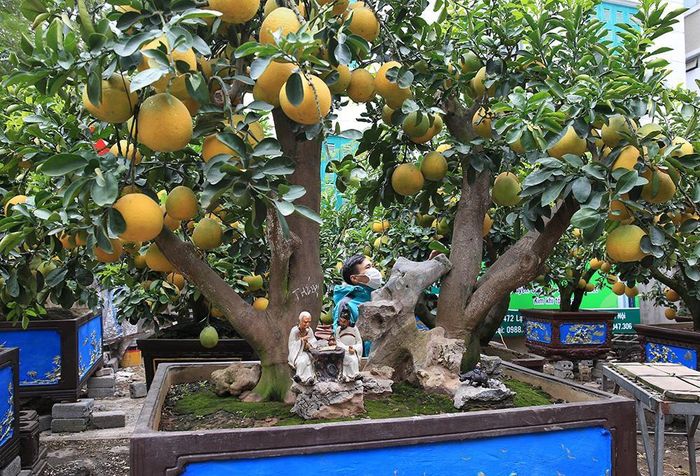 Hình ảnh hoa đào, cây cảnh được bày bán ở mỗi con phố khiến nhiều người ngỡ ngàng, xốn xang khi thấy Tết đang về rất gần