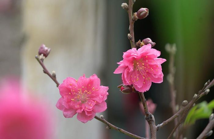Những bông đào Nhật Tân cánh kép nở bung