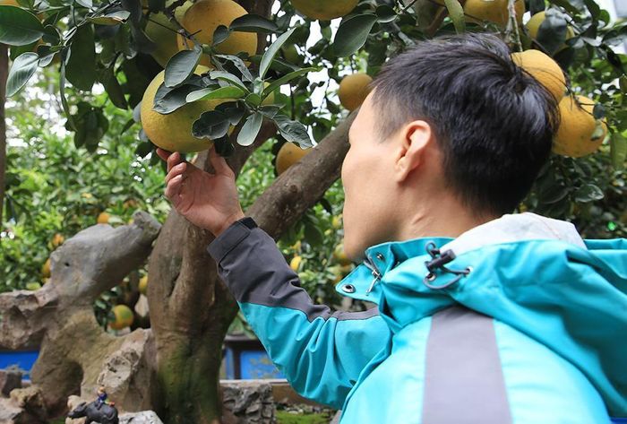 Mỗi cây bưởi có giá từ 10 triệu đến 50 triệu đồng, tùy theo độ tuổi của gốc và thế cây