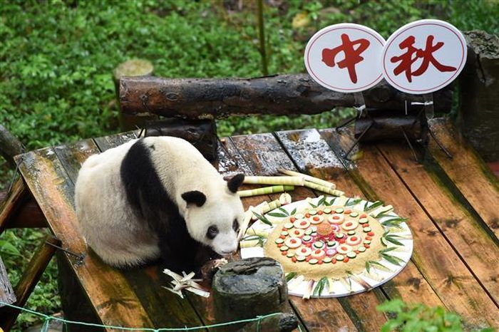 Trong ảnh (tư liệu): Gấu trúc Xinxing thưởng thức chiếc bánh trung thu đặc biệt tại vườn thú ở Trùng Khánh, tây nam Trung Quốc, ngày 24/9/2018