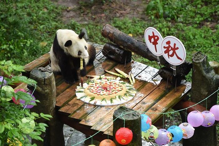 Trong ảnh (tư liệu): Gấu trúc Xinxing thưởng thức chiếc bánh trung thu đặc biệt tại vườn thú ở Trùng Khánh, tây nam Trung Quốc, ngày 24/9/2018