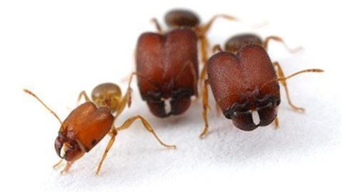  Các nhà khoa học cho biết, họ tạo ra quái kiến bằng cách kích hoạt một tổ hợp gene lặn cổ xưa. 