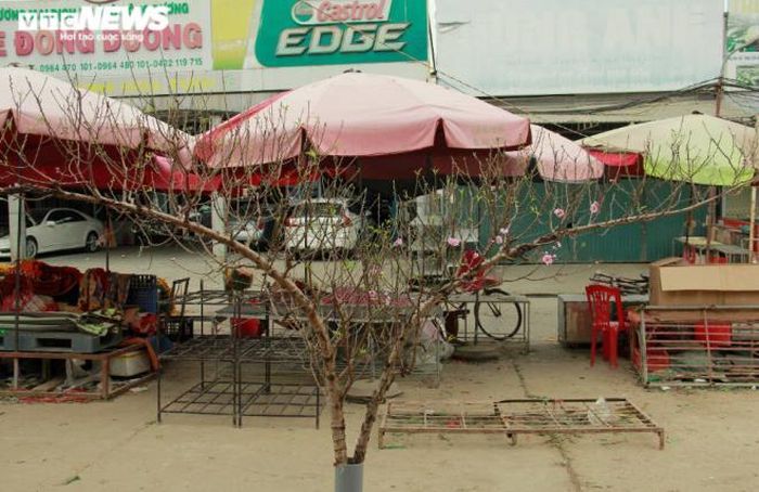 Nhiều thế đào đẹp cũng được bày bán, gợi không khí sắc xuân. 