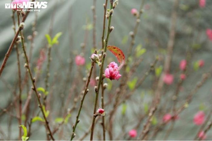 Tuy chưa đến đúng vụ nhưng thời điểm này vẫn có đủ loại đào phai, đào bích, đào trắng, loại cánh đơn và cả cánh kép.