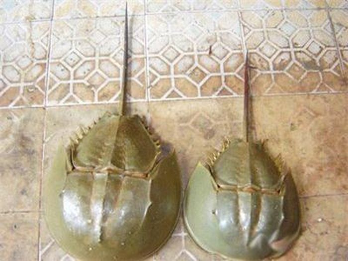 Cách chọn con sam biển, không lẫn với so biển là chọn con có kích thước to, nặng hơn 1 kg