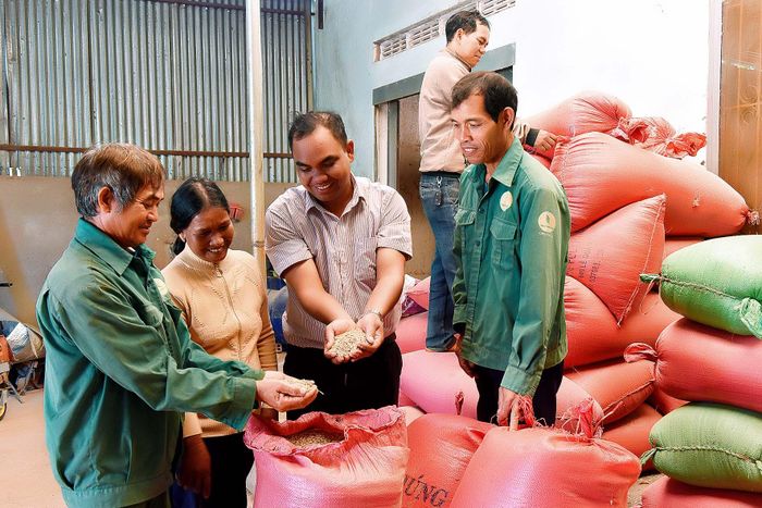 Anh Ksor Tư (thứ ba từ trái sang) hướng dẫn các thành viên trong tổ hợp tác bảo quản giống lúa J02 cho sản phẩm gạo A Sanh.
